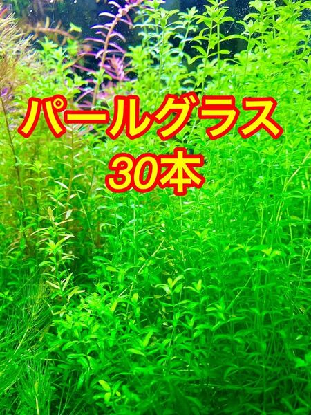 アクアリウム 水草 パールグラス30本 水中葉 ※スネールいません