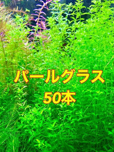 アクアリウム 水草 パールグラス50本 水中葉 ※スネールいません