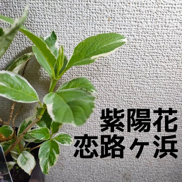 【送料無料】アジサイ 紫陽花 恋路ヶ浜 苗A 斑入り葉 希少品種 ガーデニング