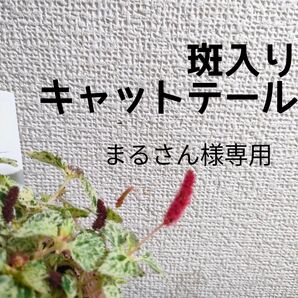 【送料無料】斑入り キャットテール 苗A ガーデニング カラーリーフ