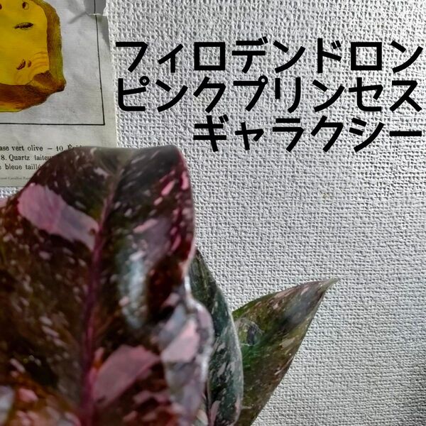 【送料無料】フィロデンドロン ピンクプリンセス マーブルギャラクシー 観葉植物