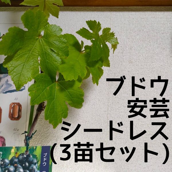 【送料無料】ブドウ 安芸 シードレス 苗木 3ポットセット 果樹 大苗