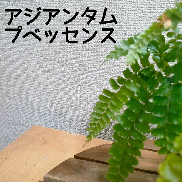 【送料無料】アジアンタム プベッセンス 苗 希少 観葉植物 インテリアに