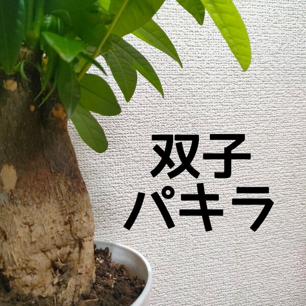 【匿名無料】 パキラ 双子 観葉植物 インテリア 初心者の方にも