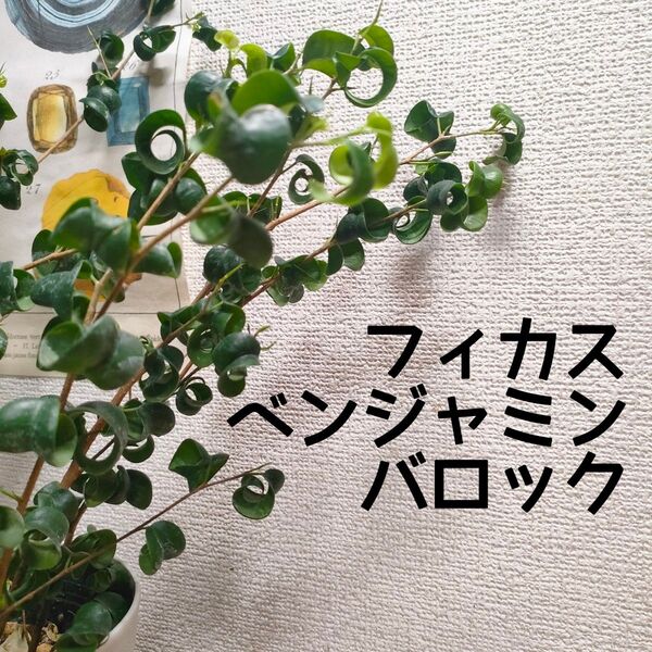 【送料無料】フィカス ベンジャミン バロック 観葉植物 5号鉢 インテリア