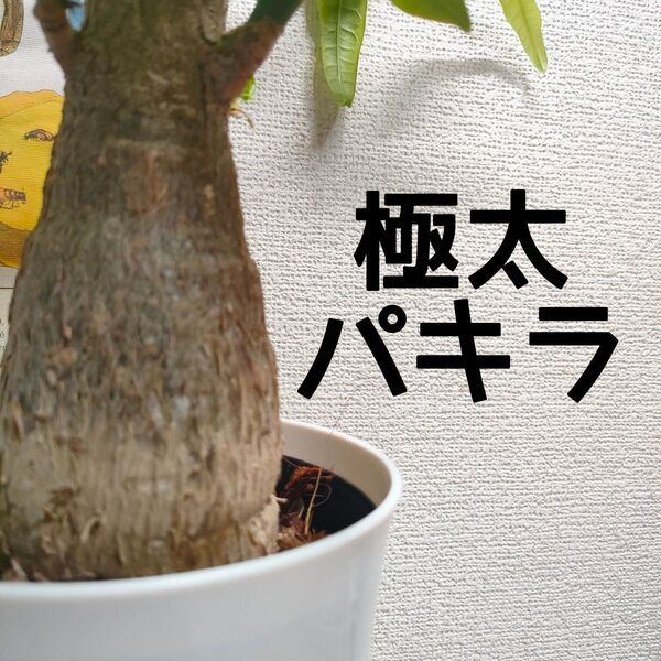 【送料無料】 パキラ 極太 ごんぶと 観葉植物 塊根 インテリア 初心者の方にも