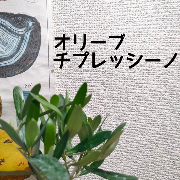 【送料無料】オリーブ チプレッシーノ 苗木B シンボルツリーにも