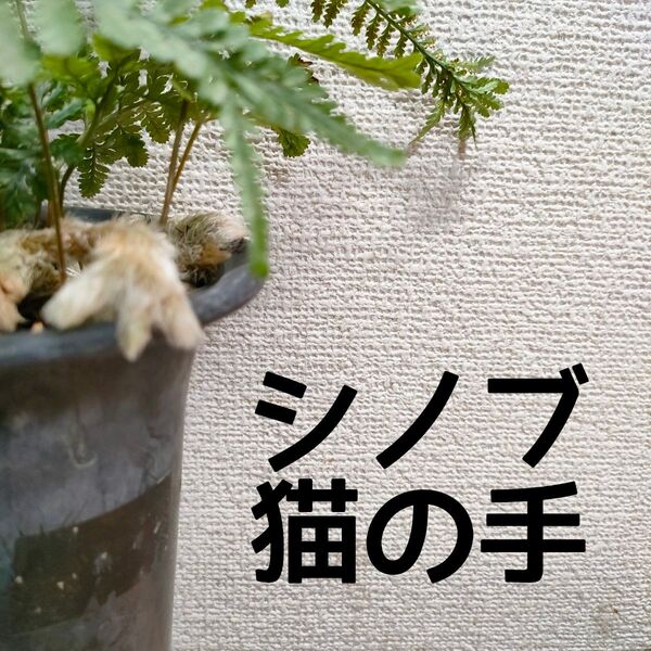 【送料無料】石化 シノブ 猫の手 苗 シダ植物 盆栽 苔玉 ガーデニング
