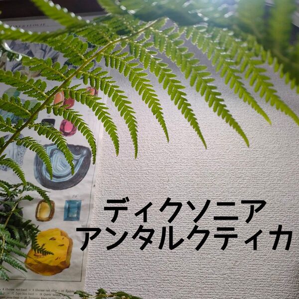 【送料無料】ディクソニア アンタルクティカ 苗A 観葉植物 シダ ドライガーデン