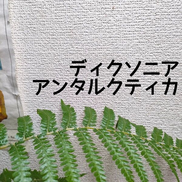 【送料無料】ディクソニア アンタルクティカ 苗B 観葉植物 シダ ドライガーデン