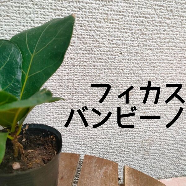 【送料無料】フィカス バンビーノ カシワバゴムの木 苗A 観葉植物 ミニサイズ