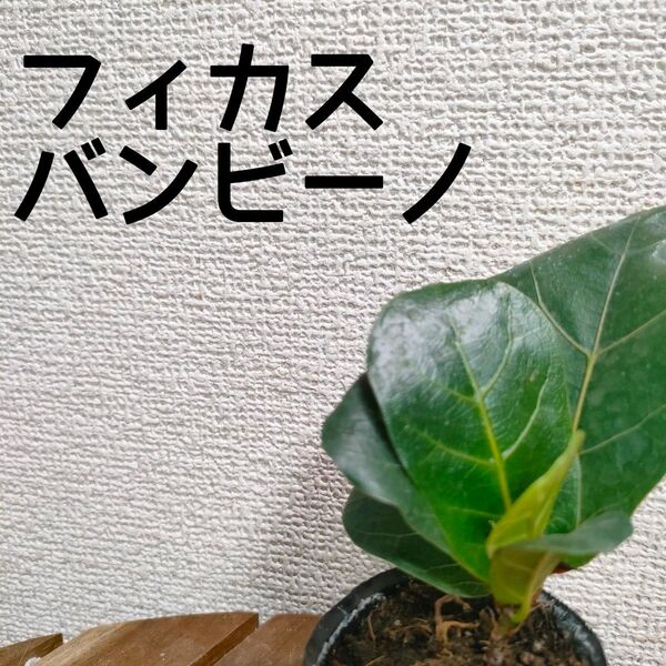 【送料無料】フィカス バンビーノ カシワバゴムの木 苗B 観葉植物 ミニサイズ