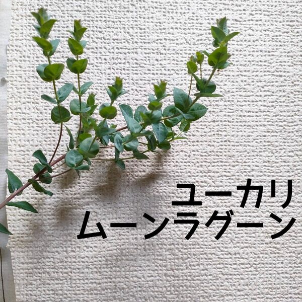 【送料無料】ユーカリ ムーンラグーン 苗木A オージープランツ