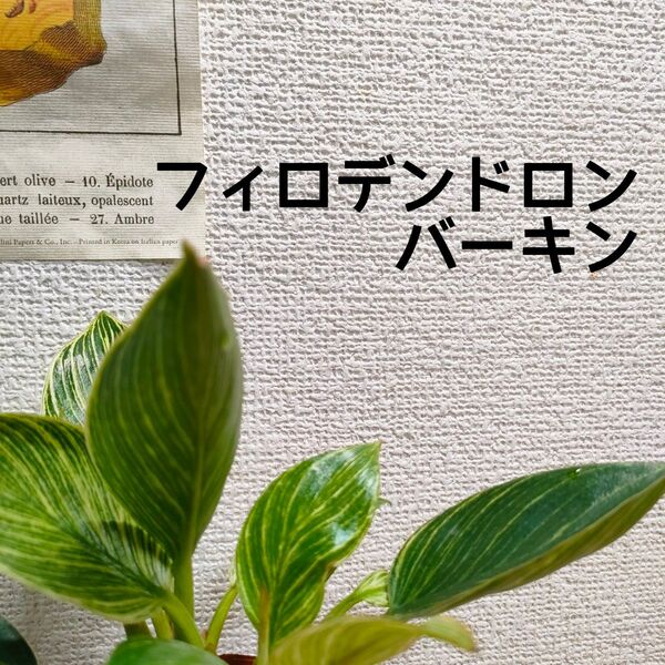 【送料無料】フィロデンドロン バーキン 苗 観葉植物 美株 模様ハッキリ