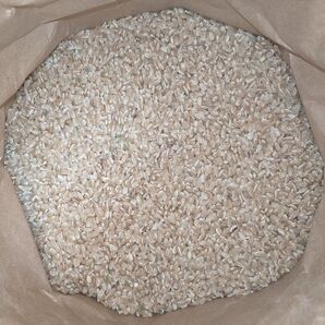 令和5年産 コシヒカリ 20kg 玄米