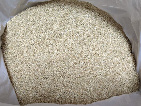 コシヒカリ 20kg 古米 玄米