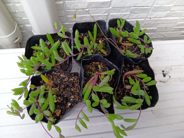 ルビーネックレス 抜き苗 6株 多肉植物