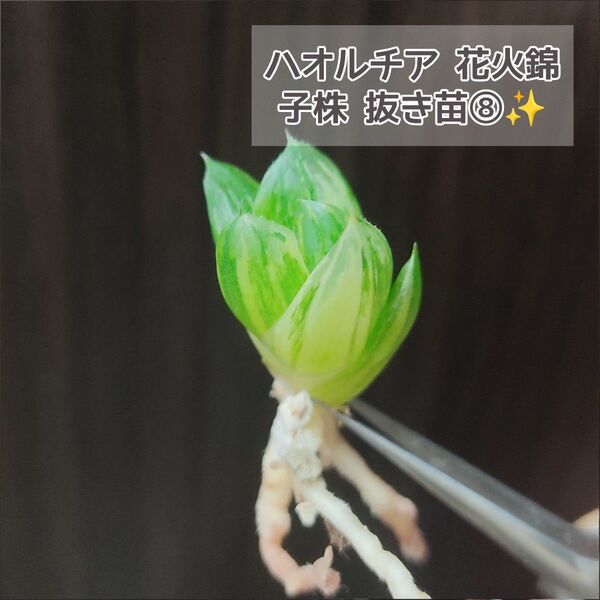 ハオルチア 花火錦 子株⑧★