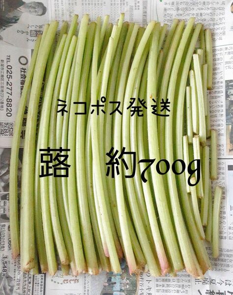 新潟県産 フキ 蕗 約700g ネコポス発送