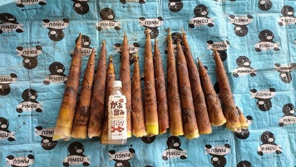 ベテラン様向け 熊本県産 古参筍 こさん たけのこ 箱込み2キロ 2,590円