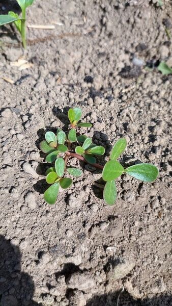 熊本県 無農薬の畑より スベリヒユ苗 10本 グルタチオン