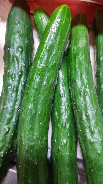 熊本県産 漢方水 訳あり(曲がり、色ムラ、太い、小さい)きゅうり 箱込みで5キロちょっと