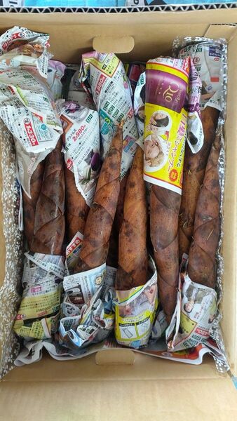 ベテラン様向け 熊本県産 古参筍 こさん たけのこ 箱込み2キロ 2,690円