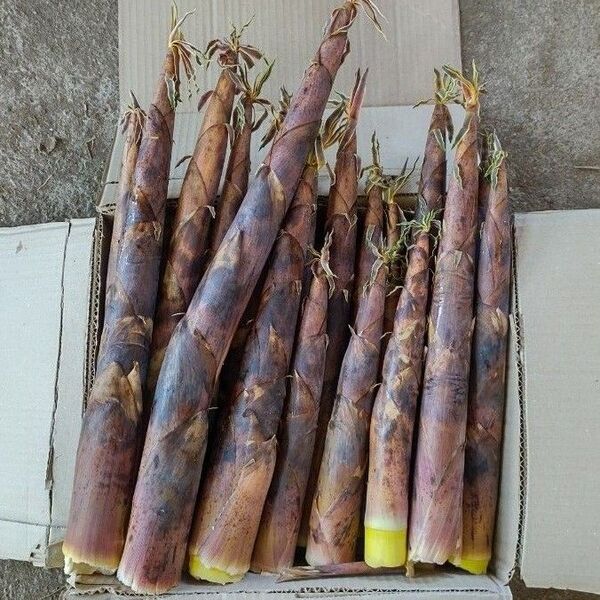 くいだおれ筍 箱込み4キロ 古参竹 コサンダケ たけのこ