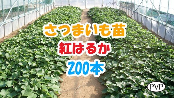 紅はるか苗 200本 / 5/15発送 / べにはるか / サツマイモ苗 / さつまいも苗【BH002】