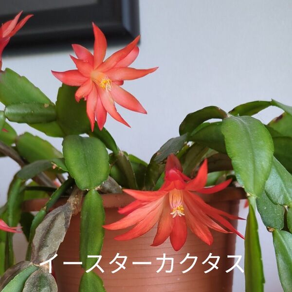 ②希少 イースターカクタス 挿し穂3本