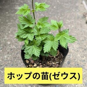ホップ 苗 ゼウス (2年目株 アメリカ人気種)