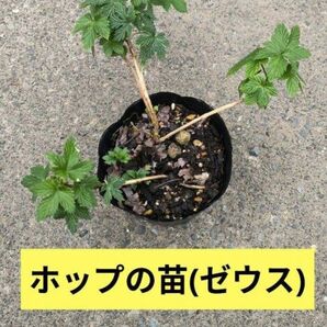 ホップ 苗 ゼウス (2年目株 アメリカで人気)