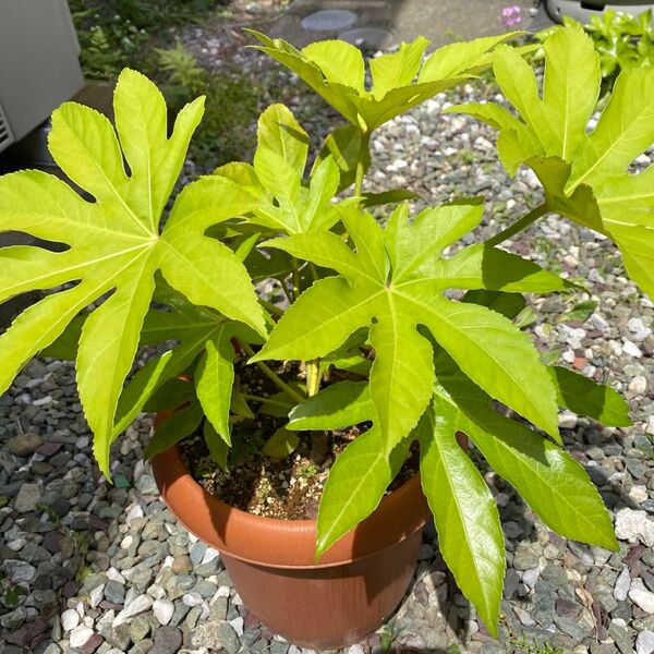 ヤツデ 黄緑 鉢植え