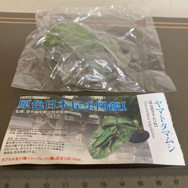 原色日本昆虫図鑑ヤマトタマムシ