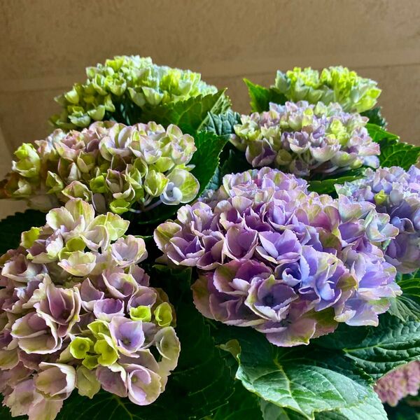 母の日に!マジカルレボリューション レインボー 5号鉢 アジサイ 紫陽花