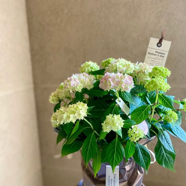 母の日に!吉岡麗子さんの山アジサイ てててまり5号鉢