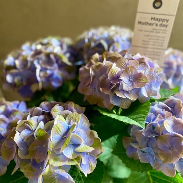 母の日に!秋色紫陽花 アジサイ マジカルグリーンファイヤー アンティーク色
