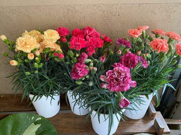 激安!カーネーション4鉢セット