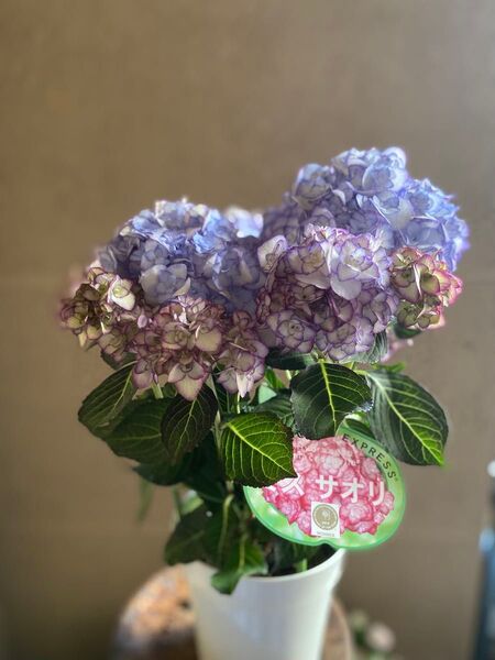 母の日に!アジサイ ミスサオリ 紫陽花