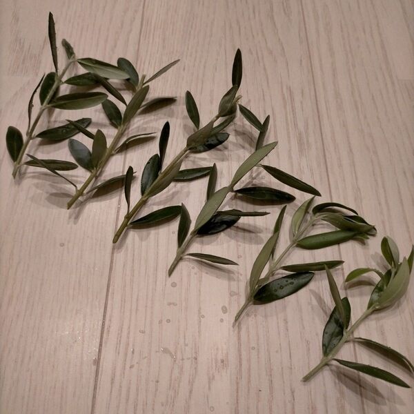 オリーブ「ルッカ」挿し穂 挿し木 3本