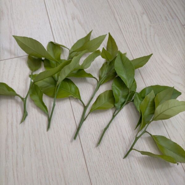 レモン 挿し穂 挿し木 2本