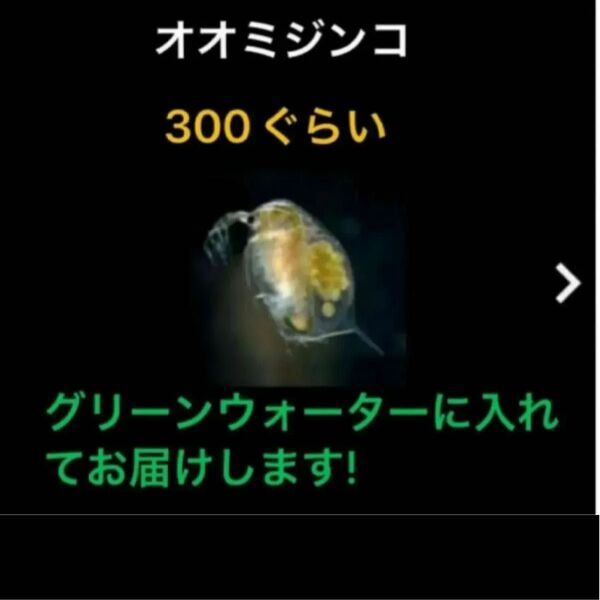 金魚餌 熱帯魚エサ めだか餌 グリーンウォーター付き オオミジンコ 300ぐらい