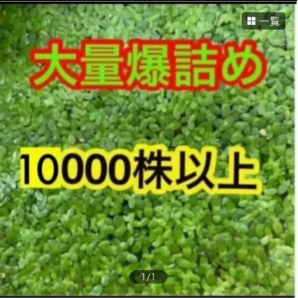 無農薬 アオウキクサ 大量 10,000株以上 金魚エサ