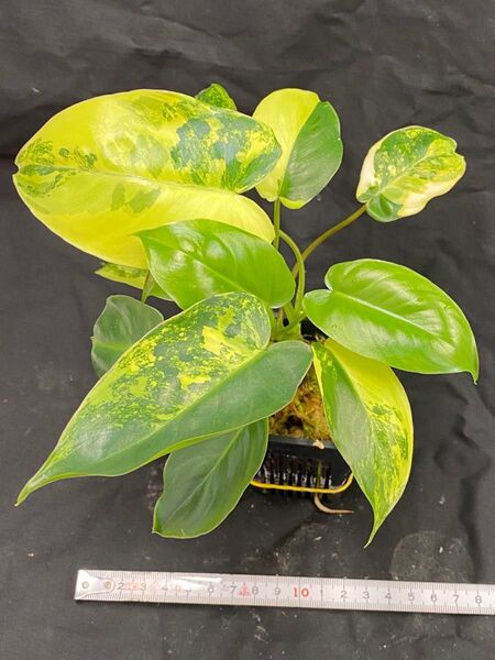 フィロデンドロン バールマルクスPhilodendron Burle Marx