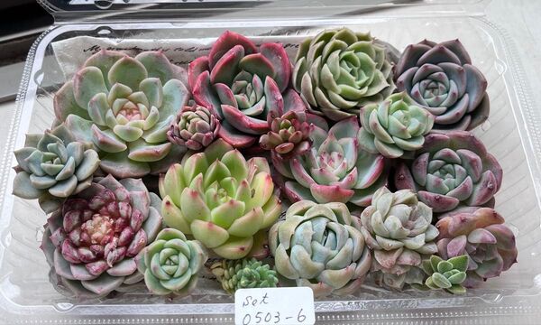 GWエケベリア寄せ植えセット0503-6