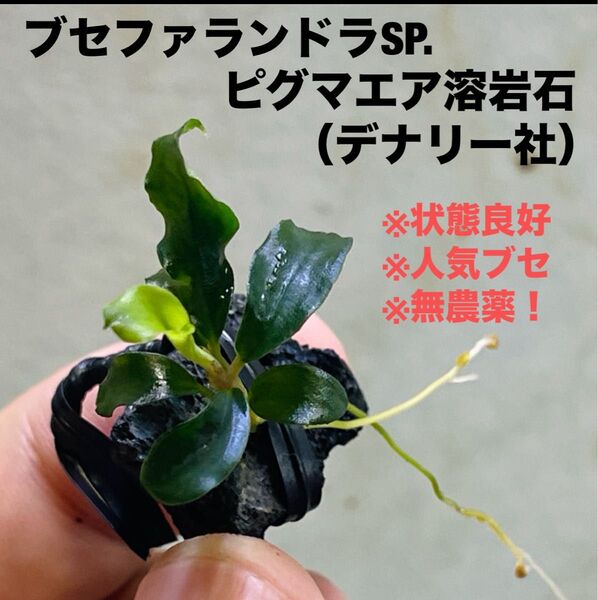 【NEW】◆特◆ブセファランドラSP.ピグマエア溶岩石 #ブセさかな屋 水草 デナリー社 Bucephalandra