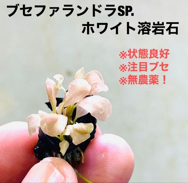 ◆特◆ブセファランドラSP.ホワイト溶岩石(多頭株) #ブセさかな屋 水草