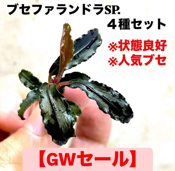 ◆GWセール◆ブセファランドラお得4種セット クダガン ブセファランドラ Bucephalandra
