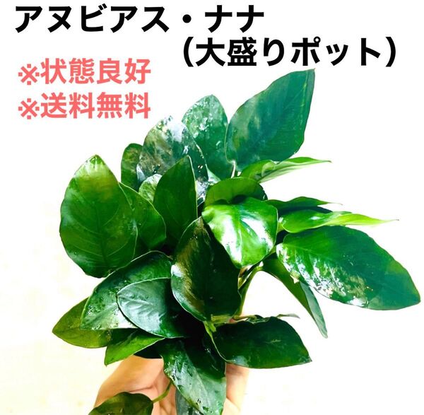 ◆特◆アヌビアス・ナナ(大盛りポット ) アヌビアス アクアリウムのある暮らし