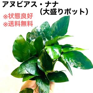 ◆特◆アヌビアス・ナナ(大盛りポット ) アヌビアス 1ポット アクアリウムのある暮らし 水草 ナナ 熱帯魚